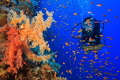   Diver swims alongside colourful soft corals. corals  